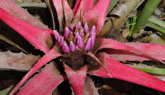 Bromelia karatas
